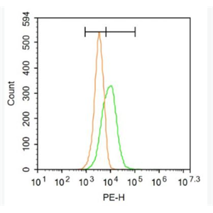 Anti-NR2D antibody-谷氨酸受体2D抗体,NR2D