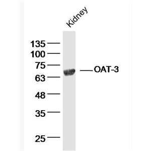 Anti-OAT-3 antibody-阴离子转运蛋白-3抗体