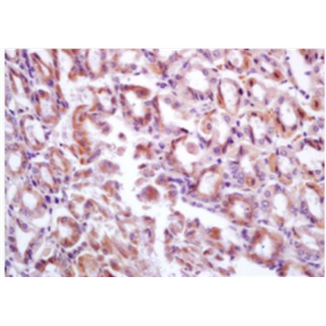 Anti-DMBT1 antibody-抑癌基因抗體