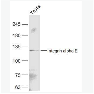 Anti-Integrin alpha E antibody-整合素αE（CD103）抗體