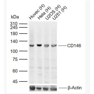 Anti-CD146 antibody-黑色素瘤细胞粘附分子CD146抗体,CD146