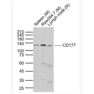 Anti-CD177 antibody-嗜中性粒细胞抗原CD177抗体