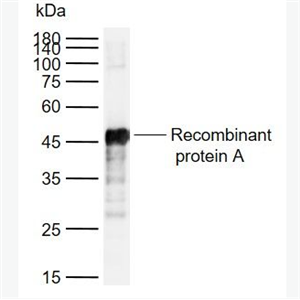 Anti-Protein A antibody-重组金黄色葡萄球菌蛋白A抗体