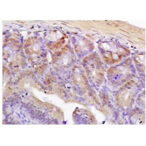 Anti-TCF7L2 antibody-转录因子7类似物2抗体