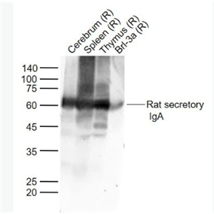 Anti-Rat secretory IgA antibody-分泌型免疫球蛋白A抗体