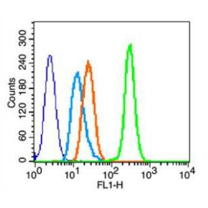 Anti-heavy chain cardiac Myosin antibody-心肌肌球蛋白重链抗体,heavy chain cardiac Myosin