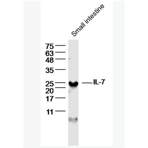 Anti-IL-7 antibody-白介素7抗体