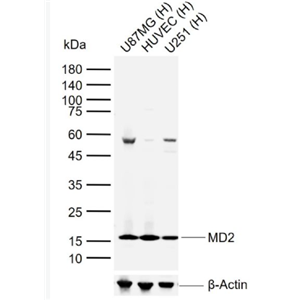 Anti-LY-96/MD2 antibody-MD-2蛋白抗体