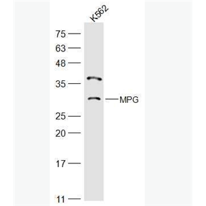 Anti-APNG/MPG antibody-N-甲基嘌呤DNA糖基化酶,APNG/MPG