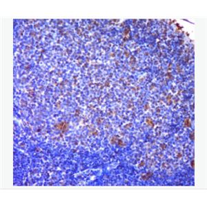Anti-FDC-SP antibody-滤泡树突细胞分泌蛋白抗体