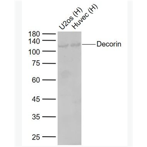 Anti-Decorin antibody-核心蛋白聚糖抗体