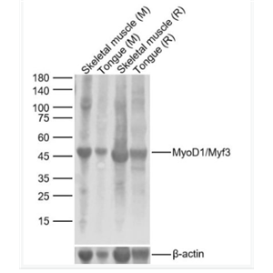 Anti-MyoD1/Myf3  antibody-MyoD1/Myf3