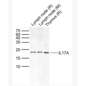 Anti-IL17A antibody-白介素-17抗体,IL17A