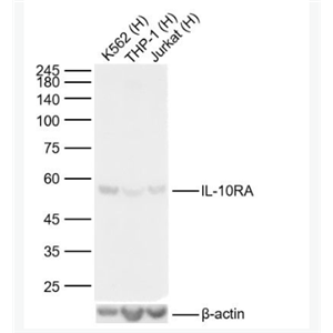 Anti-IL-10RA antibody-白细胞介素-10受体a抗体