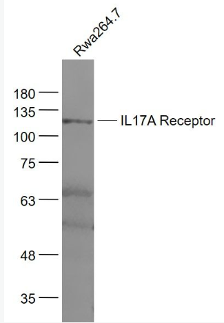 Anti-IL17RA antibody-白介素17受体抗体,IL17RA