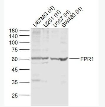 Anti-FPR1 antibody-甲酸基肽受體1抗體,FPR1