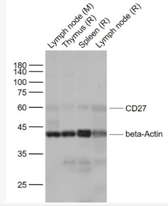 Anti-CD27 antibody-CD27抗体,CD27