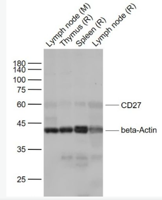 Anti-CD27 antibody-CD27抗體,CD27