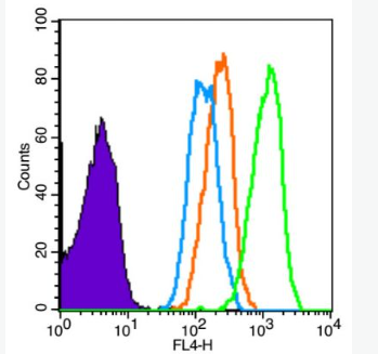 Anti-CD2 antibody-CD2抗體,CD2