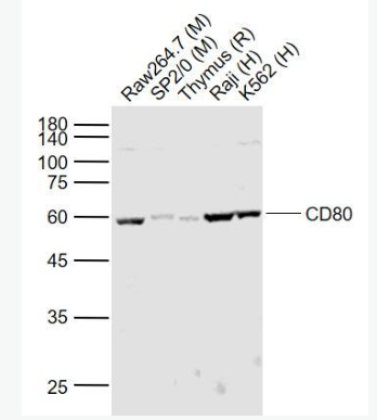 Anti-CD80 antibody-刺激分子B7-1蛋白抗體,CD80