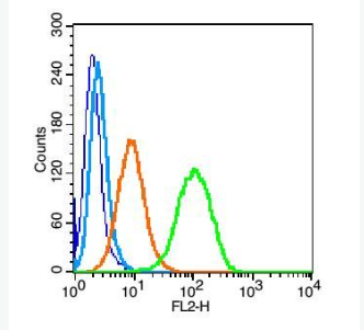 Anti-CD112 antibody-細(xì)胞粘附分子CD112抗體,CD112