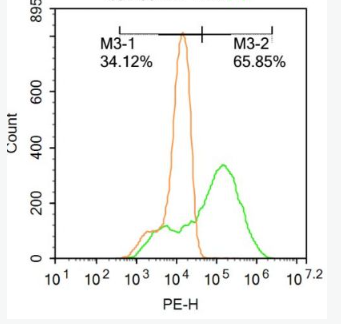 Anti-Cardiac Troponin T antibody-心肌特異性肌鈣蛋白T抗體,Cardiac Troponin T