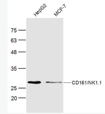 Anti-KLRB1 antibody-CD161抗體,KLRB1