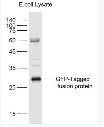 Anti-EGFP antibody-重组增强型绿色荧光蛋白抗体,EGFP
