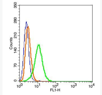 Anti-Tap1 antibody-ATP結(jié)合轉(zhuǎn)運因子1抗體,Tap1