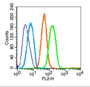 Anti-Phospho-Met (Tyr1234 + Tyr1235) antibody-磷酸化肝細胞生長因子受體(原癌基因)抗體,Phospho-Met (Tyr1234 + Tyr1235)