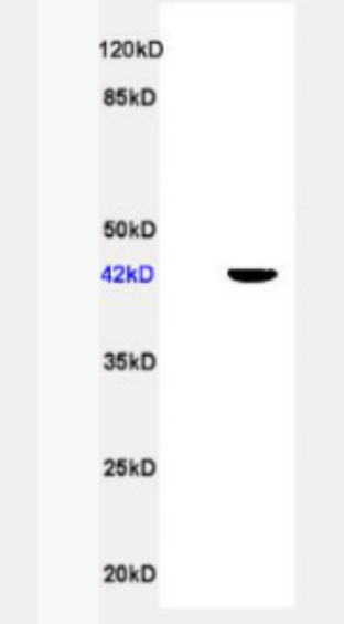 Anti-APOA4 antibody-载脂蛋白A4抗体,APOA4