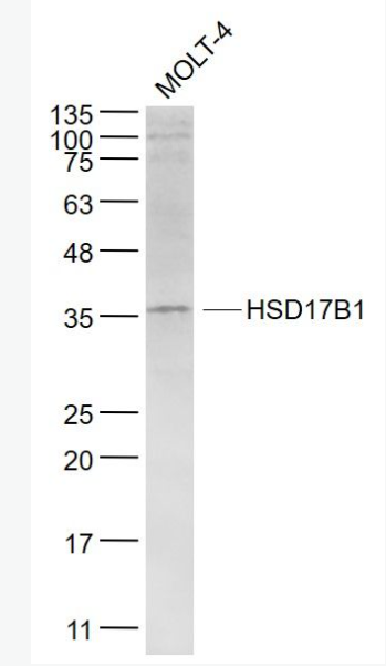 Anti-HSD17B1  antibody-羟类固醇脱氢酶17β-HSD抗体,HSD17B1