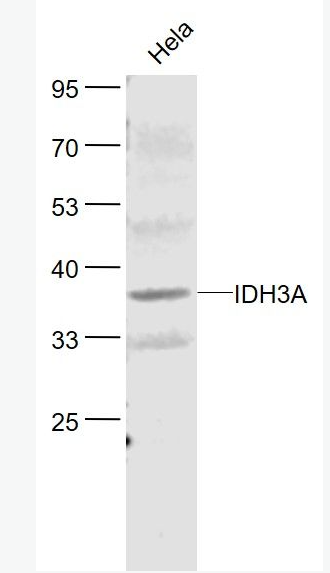 Anti-IDH3A antibody-草酰琥珀酸脱羧酶α抗体,IDH3A