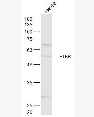 Anti-ETBR antibody-内皮素B受体抗体,ETBR