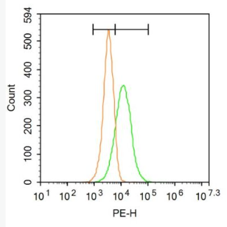 Anti-HSPG2/Heparan Sulfate Proteoglycan 2 antibody-硫酸乙酰肝素蛋白多糖2抗体,HSPG2/Heparan Sulfate Proteoglycan 2