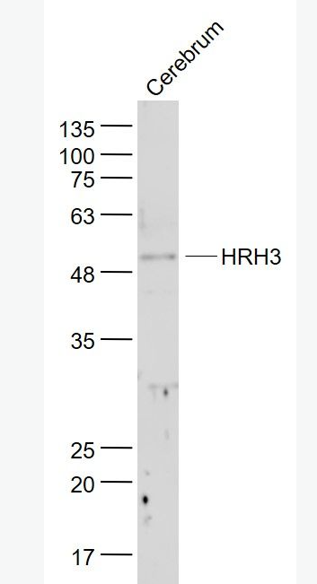 Anti-HRH3 antibody-组织胺H3受体抗体,HRH3