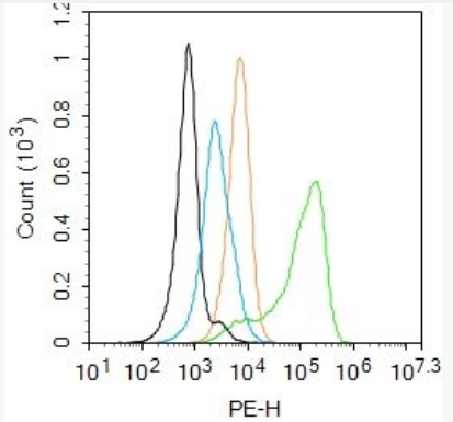 Anti-Phospho-eNOS (Thr113) antibody-磷酸化一氧化氮合成酶3（内皮型）抗体,Phospho-eNOS (Thr113)