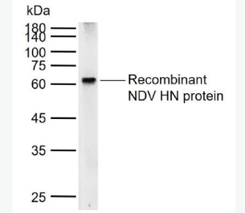 Anti-NDV HN  antibody-鸡新城疫血凝素－神经氨酸酶抗体,NDV HN