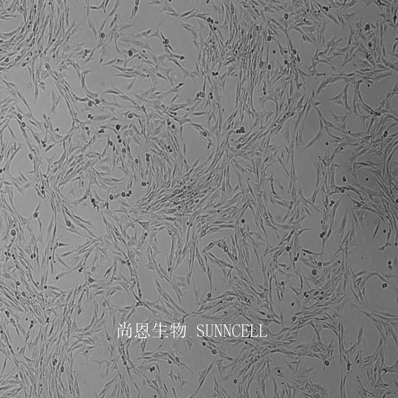 BHK-21仓鼠肾成纤维细胞,BHK-21