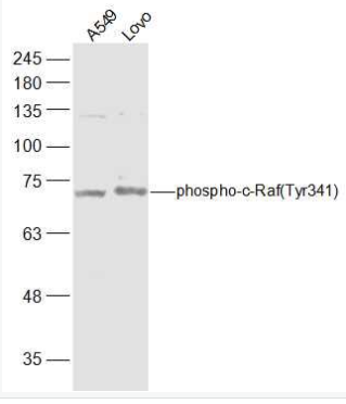 Anti-phospho-RAF1 (Tyr341)antibody-磷酸化原癌基因RAF1抗体,phospho-RAF1 (Tyr341)