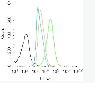 Anti-phospho-RUNX2 (Ser451) antibody-磷酸化成骨特异性转录因子抗体,phospho-RUNX2 (Ser451)