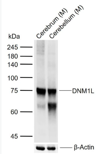 Anti-DNM1L antibody-动力相关蛋白1抗体,DNM1L
