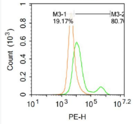 Anti-CD167b/DDR2 antibody-盘状结构域受体蛋白2抗体,CD167b/DDR2