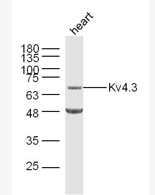 Anti-Kv4.3 antibody-离子通道蛋白Kv4.3抗体,Kv4.3