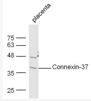 Anti-Connexin-37 antibody-間隙連接蛋白37抗體,Connexin-37