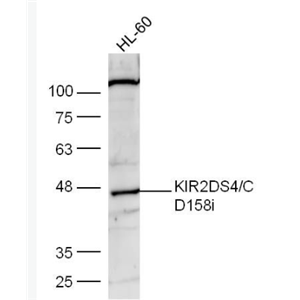 Anti-KIR2DS4/CD158i antibody-NK细胞抑制性受体2DS4抗体
