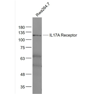 Anti-IL17RA antibody-白介素17受体抗体