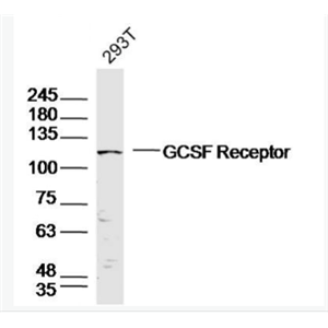 Anti-GCSF Receptor antibody-粒细胞-巨噬细胞集落刺激因子3受体抗体,GCSF Receptor