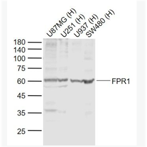 Anti-FPR1 antibody-甲酸基肽受体1抗体