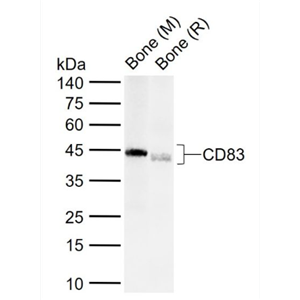 Anti-CD83 antibody-CD83抗体,CD83